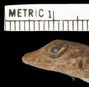 Media type: image; Herpetology R-81137